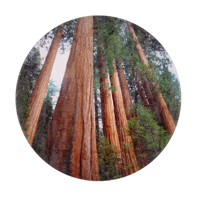 Uråldriga Sequoia Redwood-träd (Framsidan)