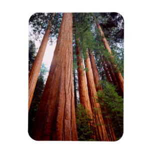 Uråldriga Sequoia Redwood-träd Magnet