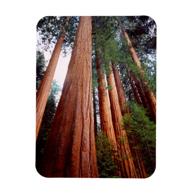 Uråldriga Sequoia Redwood-träd Magnet (Vertikal)