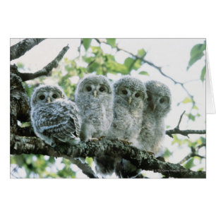 Uralugnar. Ikeda-machi, Hokkaido, Japan Hälsningskort