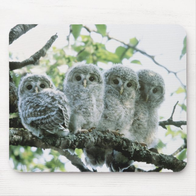 Uralugnar. Ikeda-machi, Hokkaido, Japan Musmatta (Framsidan)