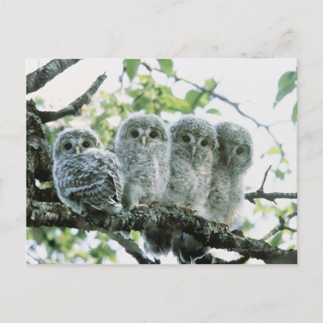 Uralugnar. Ikeda-machi, Hokkaido, Japan Vykort (Framsida)