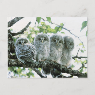 Uralugnar. Ikeda-machi, Hokkaido, Japan Vykort