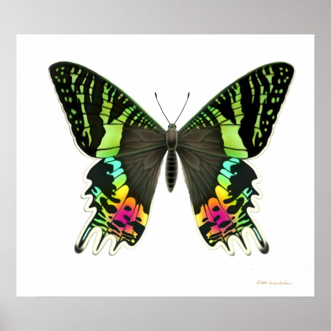 Urania Sunset Moth Poster (Framsidan)