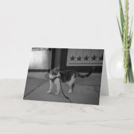 Urban cat Vibes notecard Meddelande