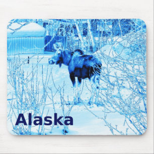 Urban Moose Musmatta