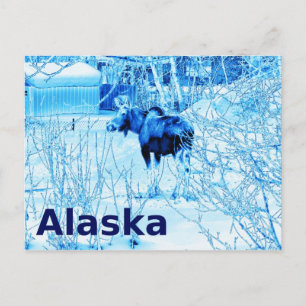 Urban Moose Vykort