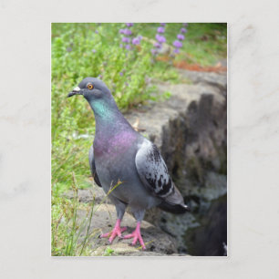 Urban Pigeon Vykort