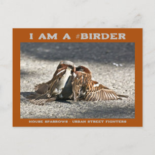 Urban Street Fighters House Sparrows Birder Vykort