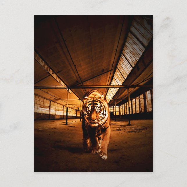 Urban tiger vykort (Framsida)