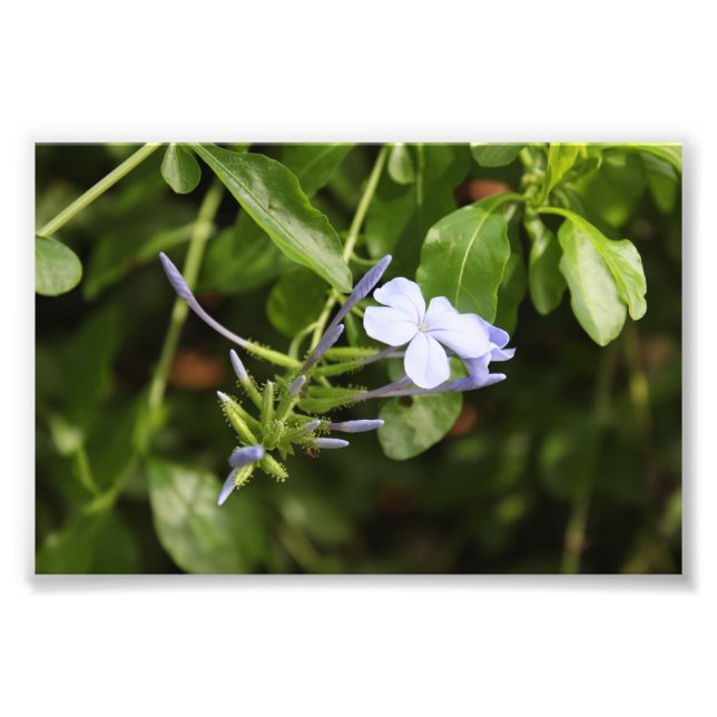 Urbenad blomma fototryck (Framsidan)