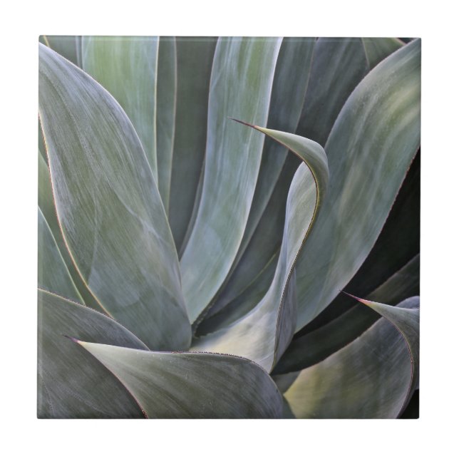 Urblekta Succulant specificerar, 2017 Kakelplatta (Framsidan)