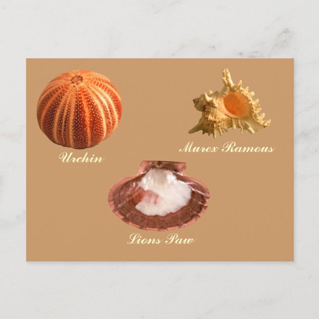 Urchin, Lejon Tass, Murex Ramous Vykort (Framsida)