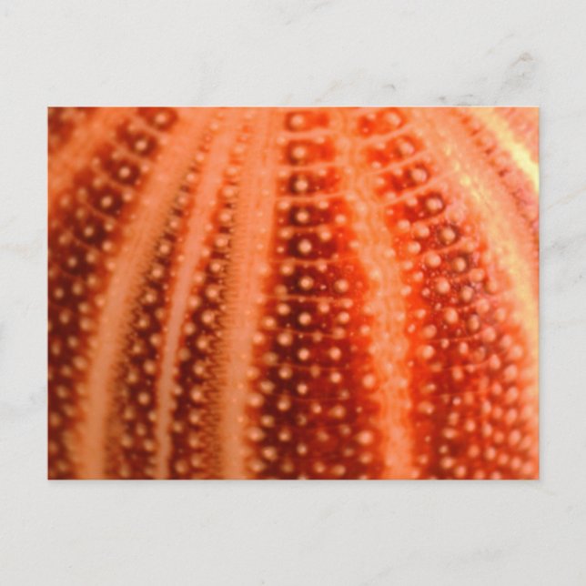 Urchin Vykort (Framsida)
