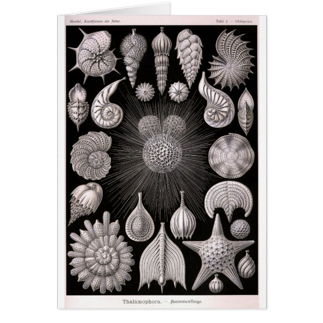 Urdjur för THALAMOPHORA Kammerlinge Hälsningskort (Framsidan)