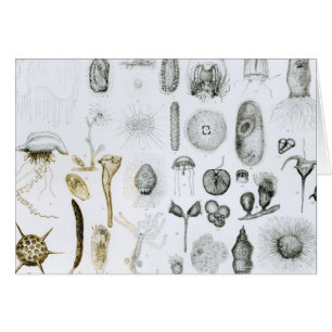 Urdjur och Coelenterata Hälsningskort