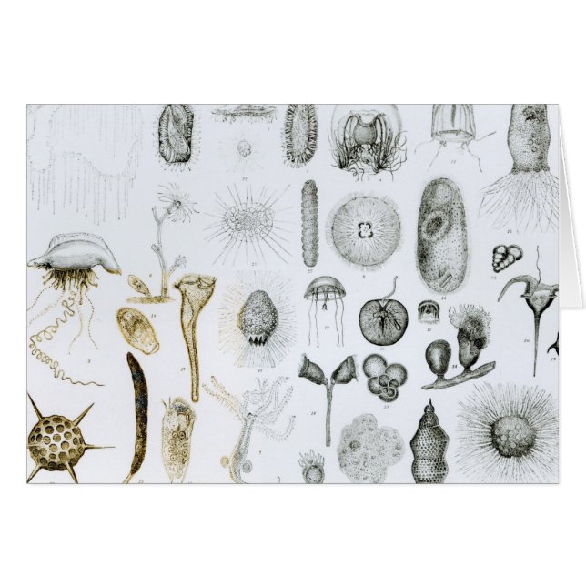 Urdjur och Coelenterata Hälsningskort (Framsidan Horizontal)