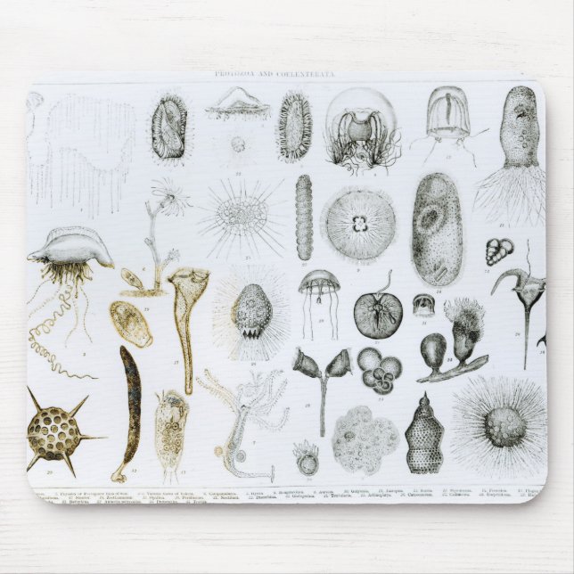 Urdjur och Coelenterata Musmatta (Framsidan)