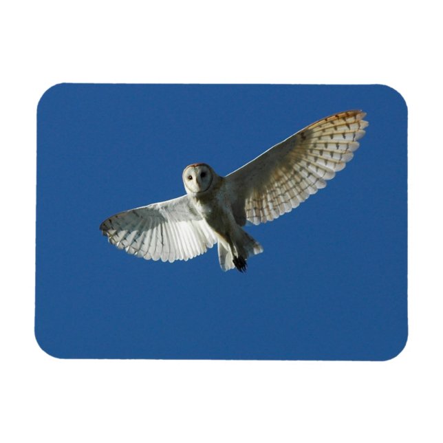 Urdvärguv i dagflykt magnet (Horisontell)