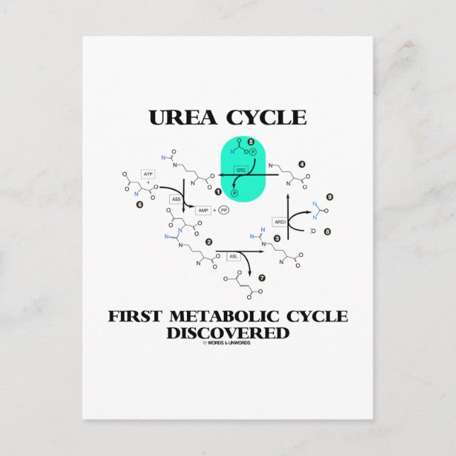 Urea Cycle första metaboliseringscykel upptäcktes Vykort (Framsida)