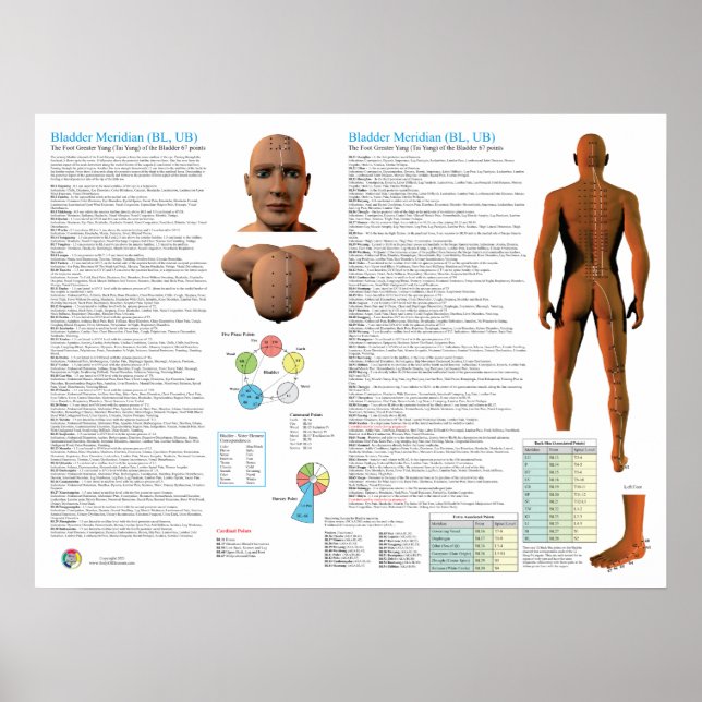 Urinblåsemeridianen akupunkturpunkter poster (Framsidan)
