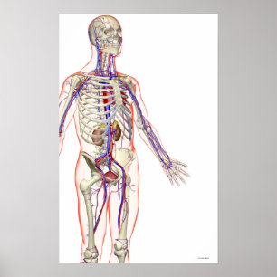 Urinsystemet Poster