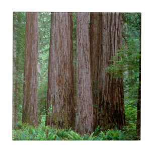 Urkända Redwoods Tornar Kakelplatta