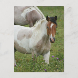 Urklippt vykort för färghorse