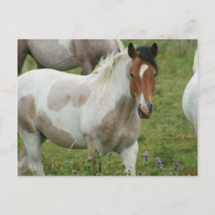 Urklippt vykort för färghorse