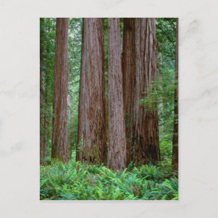 Urkvarvarande Redwoods Tornar Vykort