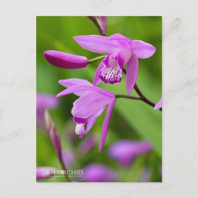 Urn Orchid [vykort] Vykort (Framsida)
