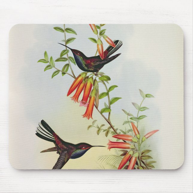 Urochroa Bougieri Musmatta (Framsidan)