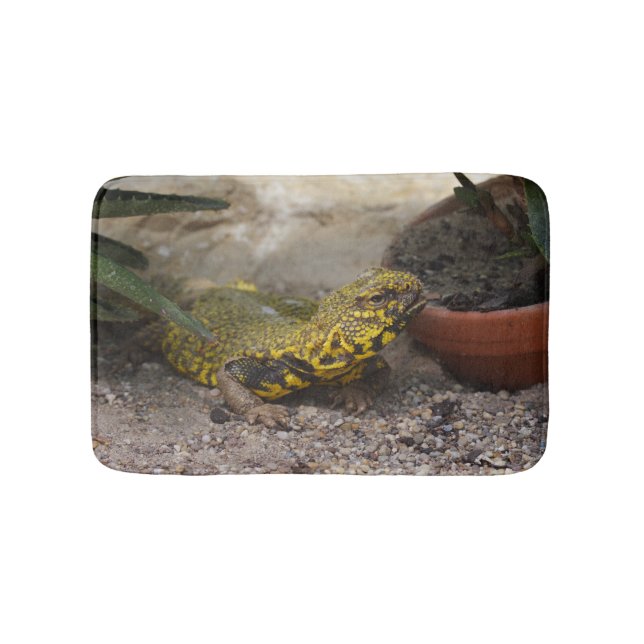 Uromastyx geyri badrumsmatta (Framsidan)