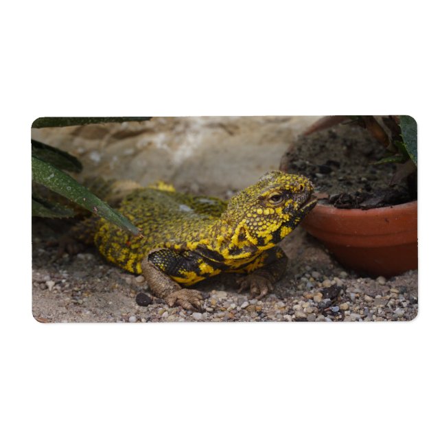 Uromastyx geyri fraktsedel (Framsidan)