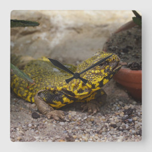 Uromastyx geyri fyrkantig klocka
