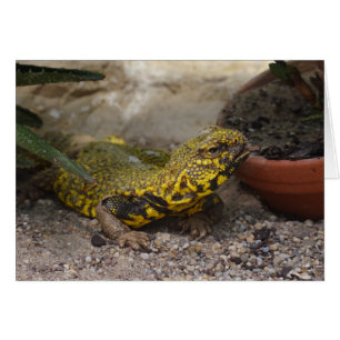 Uromastyx geyri hälsningskort