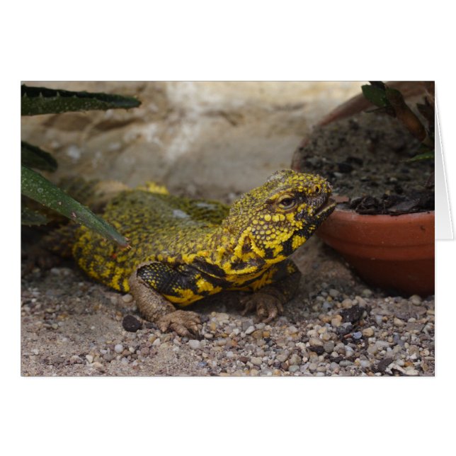 Uromastyx geyri hälsningskort (Framsidan Horizontal)