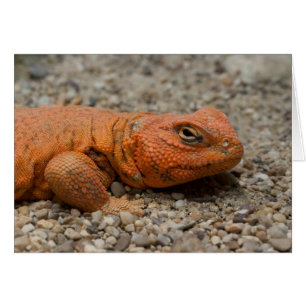 Uromastyx geyri hälsningskort