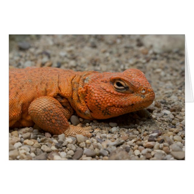 Uromastyx geyri hälsningskort (Framsidan Horizontal)