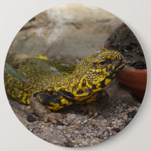 Uromastyx geyri knapp