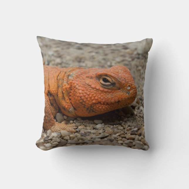 Uromastyx geyri kudde (Framsida)