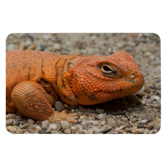 Uromastyx geyri magnet (Horisontell)