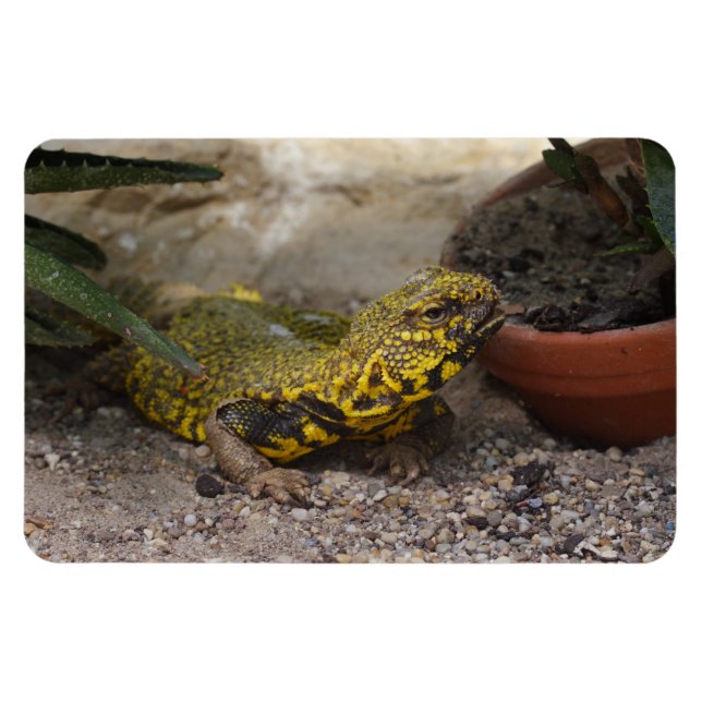 Uromastyx geyri magnet (Horisontell)