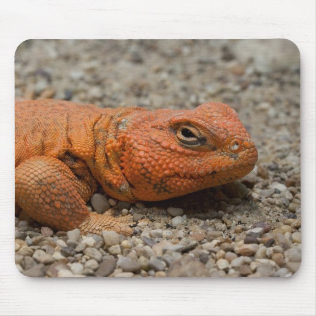 Uromastyx geyri musmatta (Framsidan)