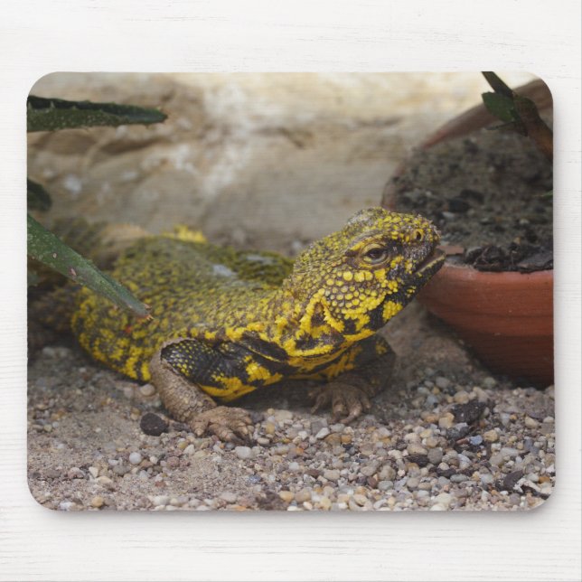 Uromastyx geyri musmatta (Framsidan)