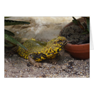 Uromastyx geyri OBS kort