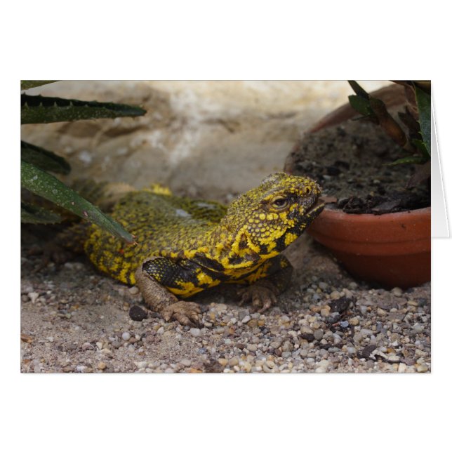 Uromastyx geyri OBS kort (Framsidan Horizontal)
