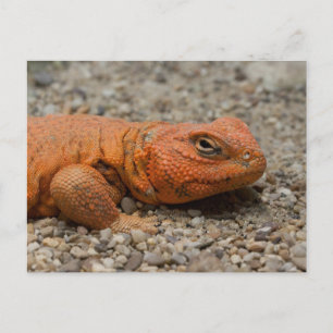Uromastyx geyri vykort