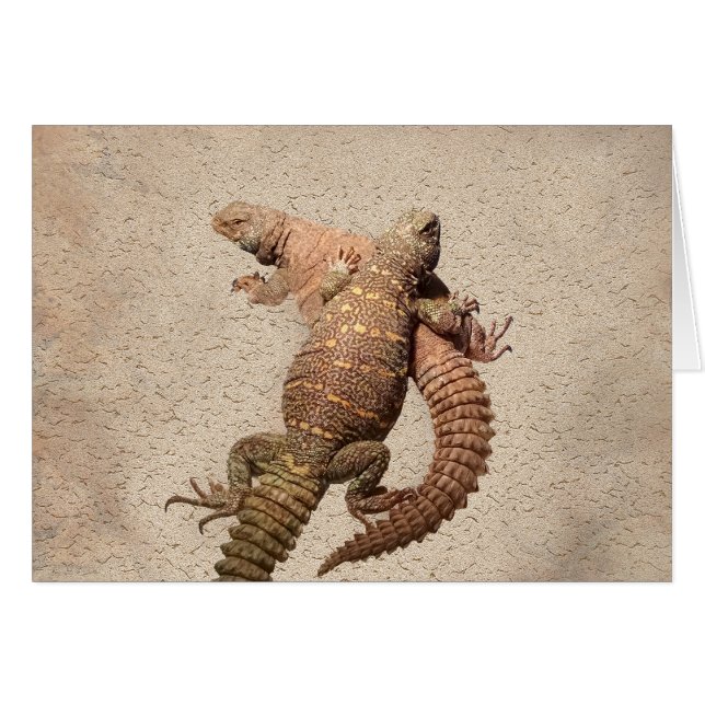 Uromastyxs - älskvärda ödlor hälsningskort (Framsidan Horizontal)