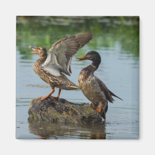 Ursäkta mig magnet